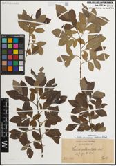 Foto von Salix muscina Dode ex Flod.